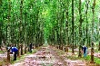 Giá cao su kỳ hạn tại Tokyo ngày 23/3 duy trì ổn định
